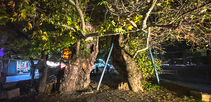 copac Ohrid Macedonia