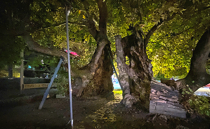 copac Ohrid Macedonia